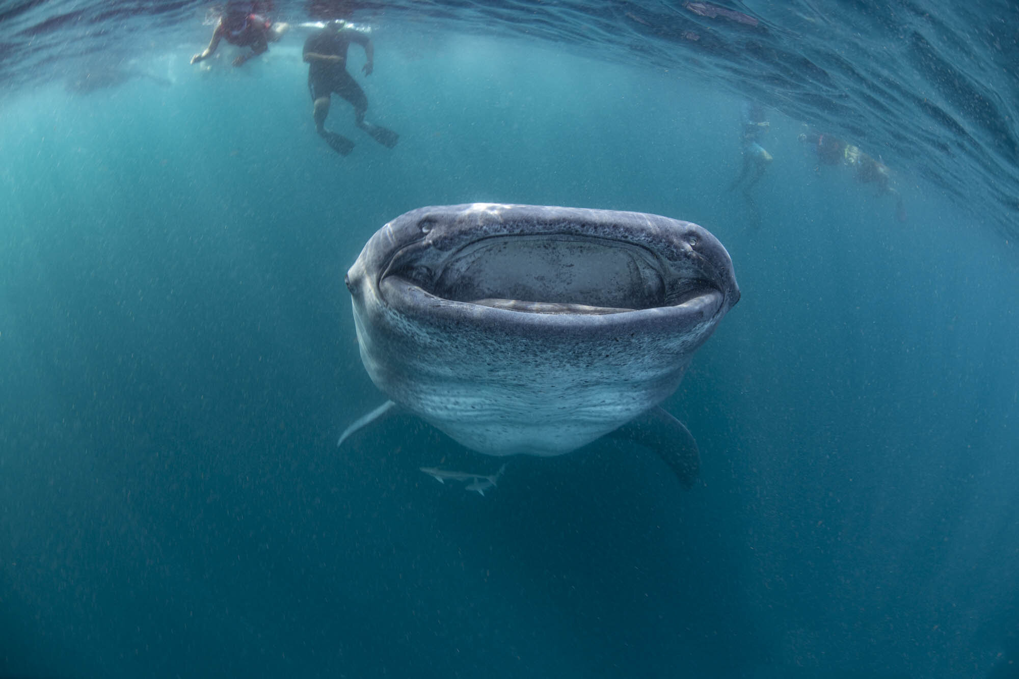 Whaleshark mexico no logo.jpg