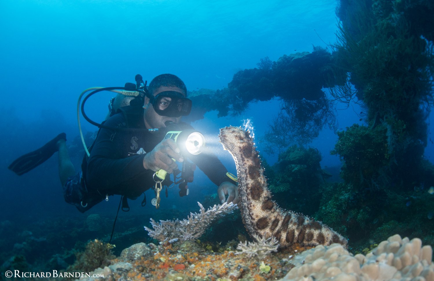 Sea Cucumber Spawning - Truk Lagoon.jpg