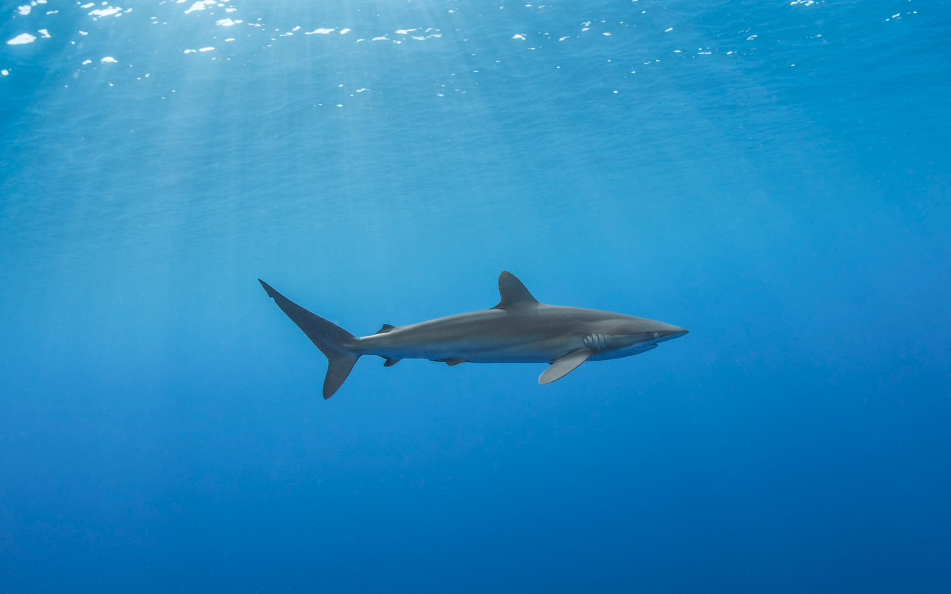SOCORR SILKY SHARK.png