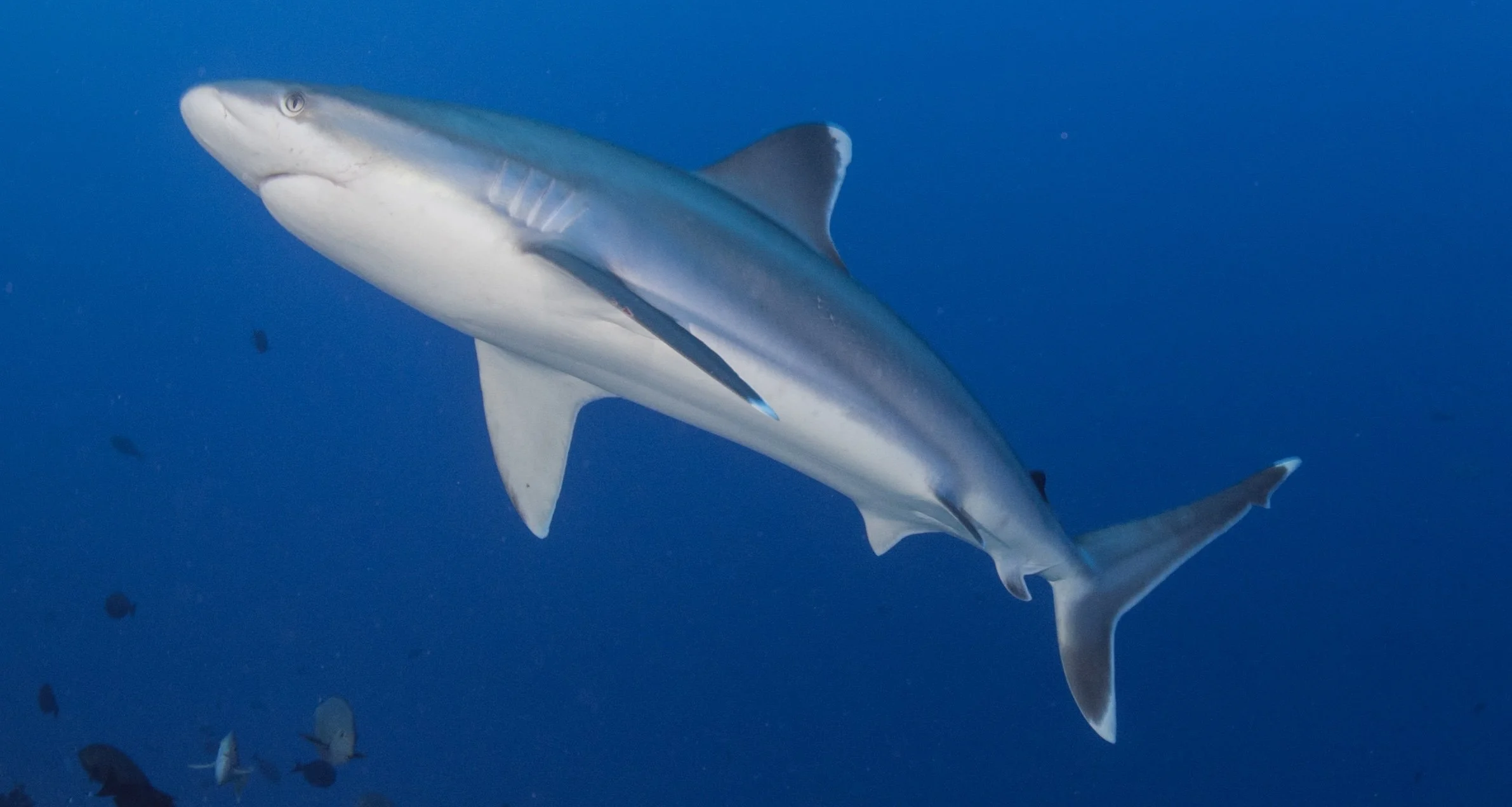 Screenshot 2024-10-17 at 6.07.21 PM.jpg