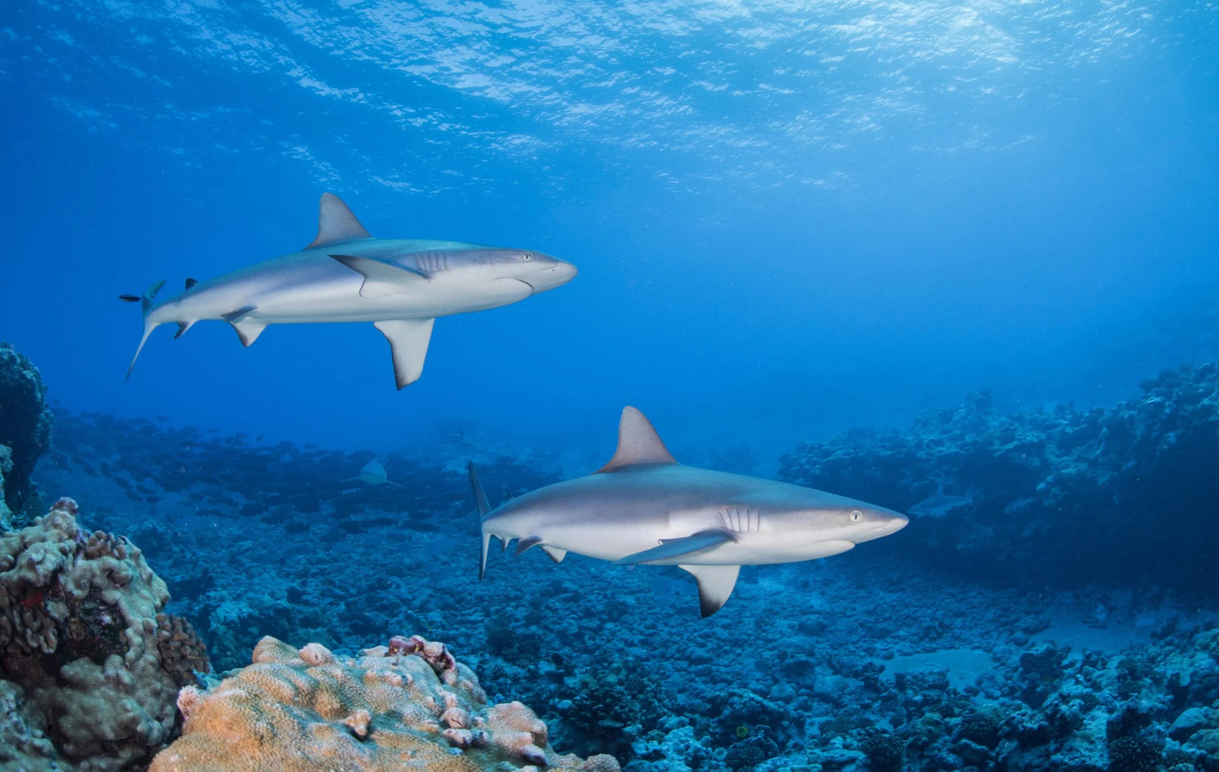 Screenshot 2024-10-17 at 6.09.54 PM.jpeg