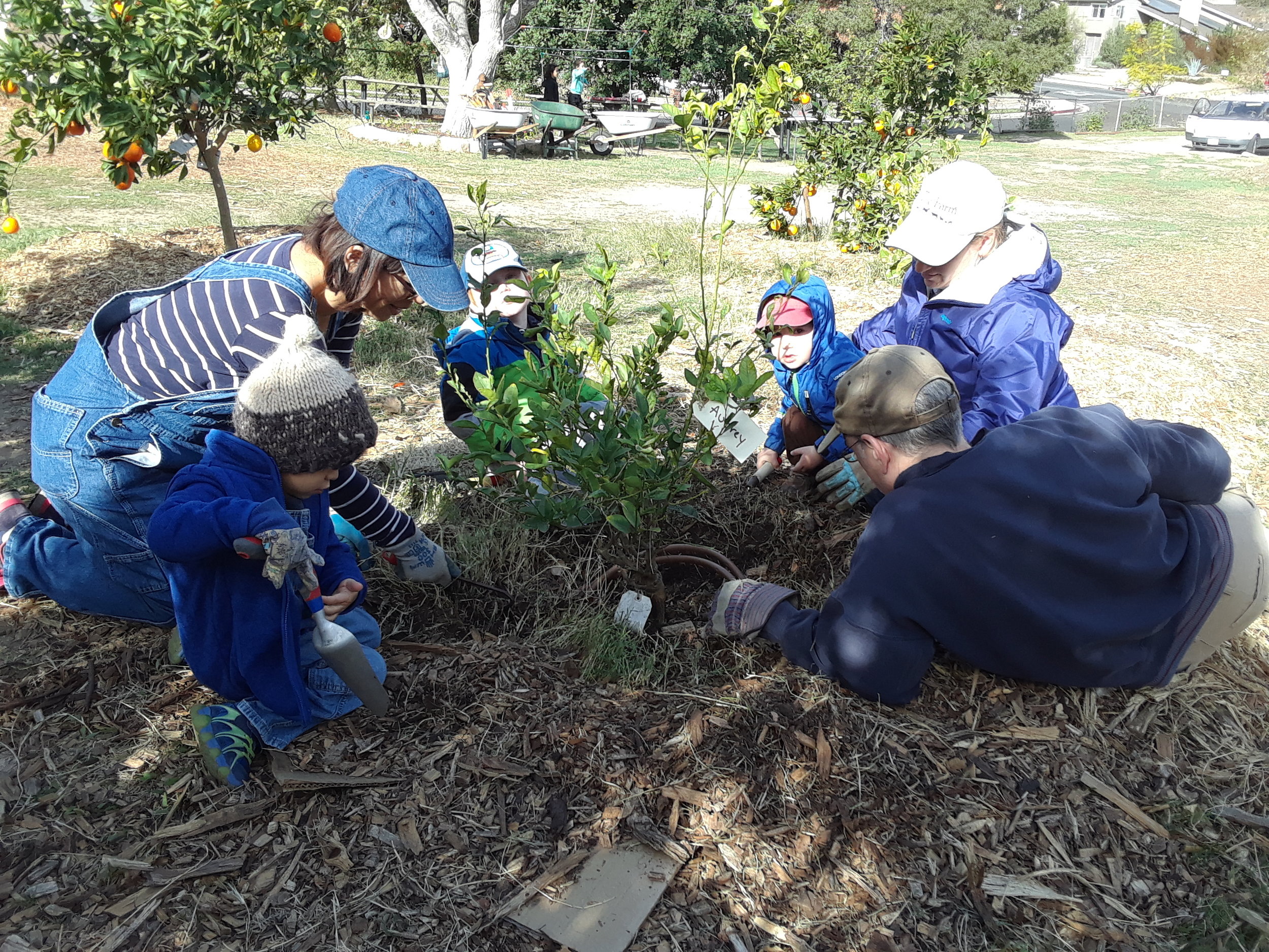 Weeding the citrus trees is a family affair