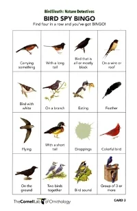  Bird Spy Bingo!
