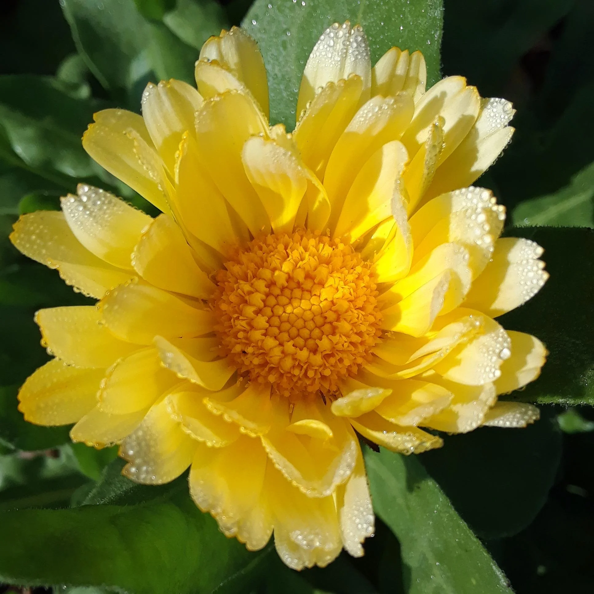 Calendula doesn't mind cooler temperatures