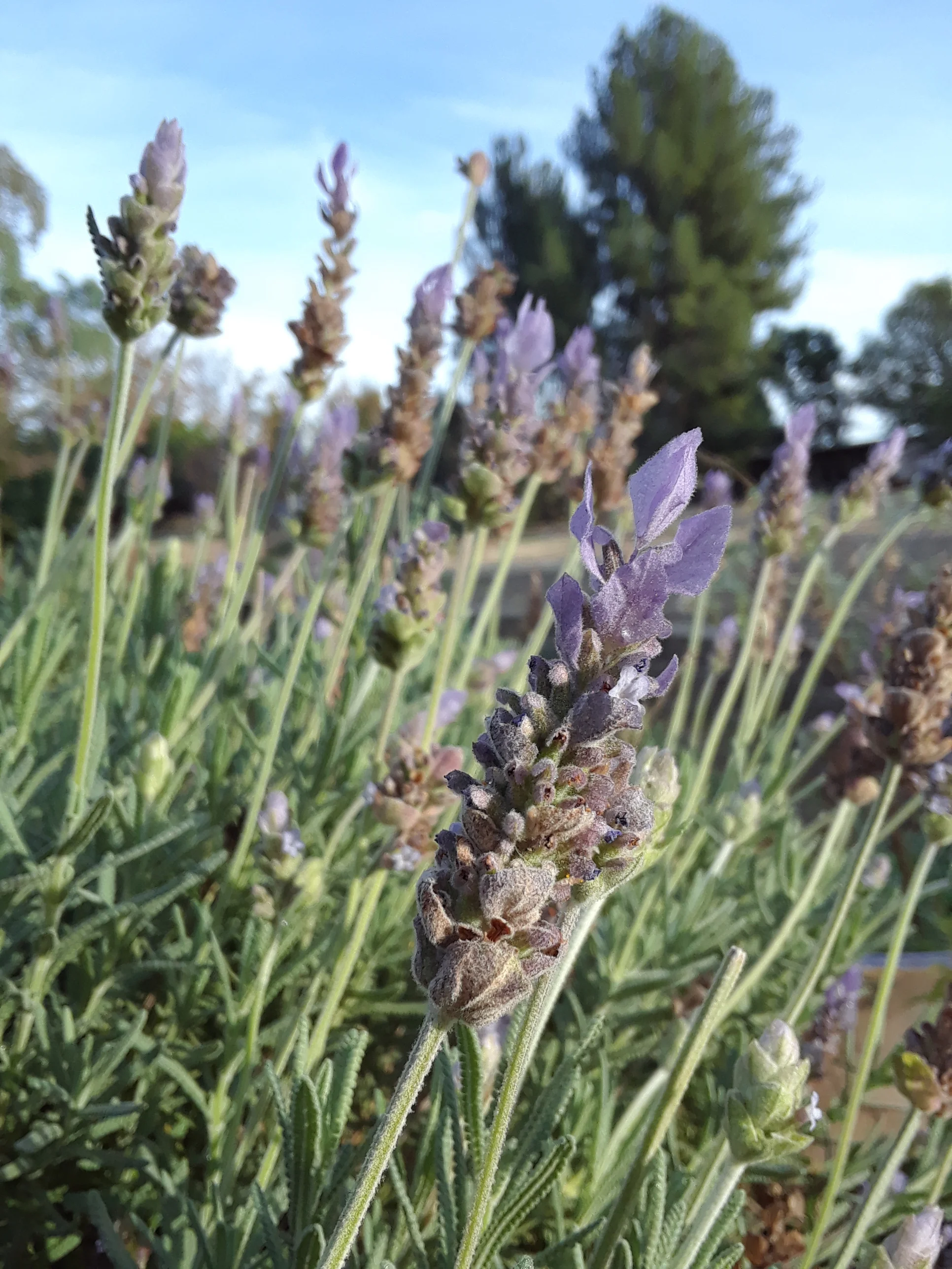 Lavender makes a beautiful container plant