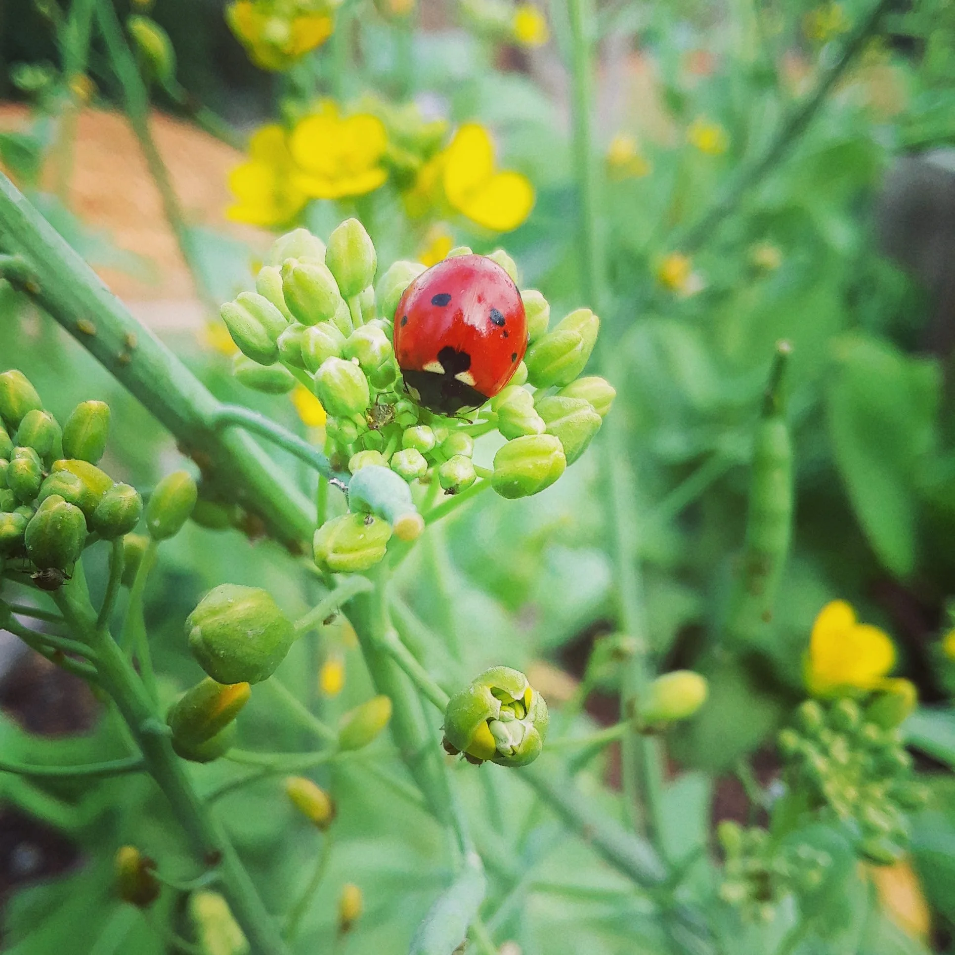 Beneficial insects will help you with the undesireables