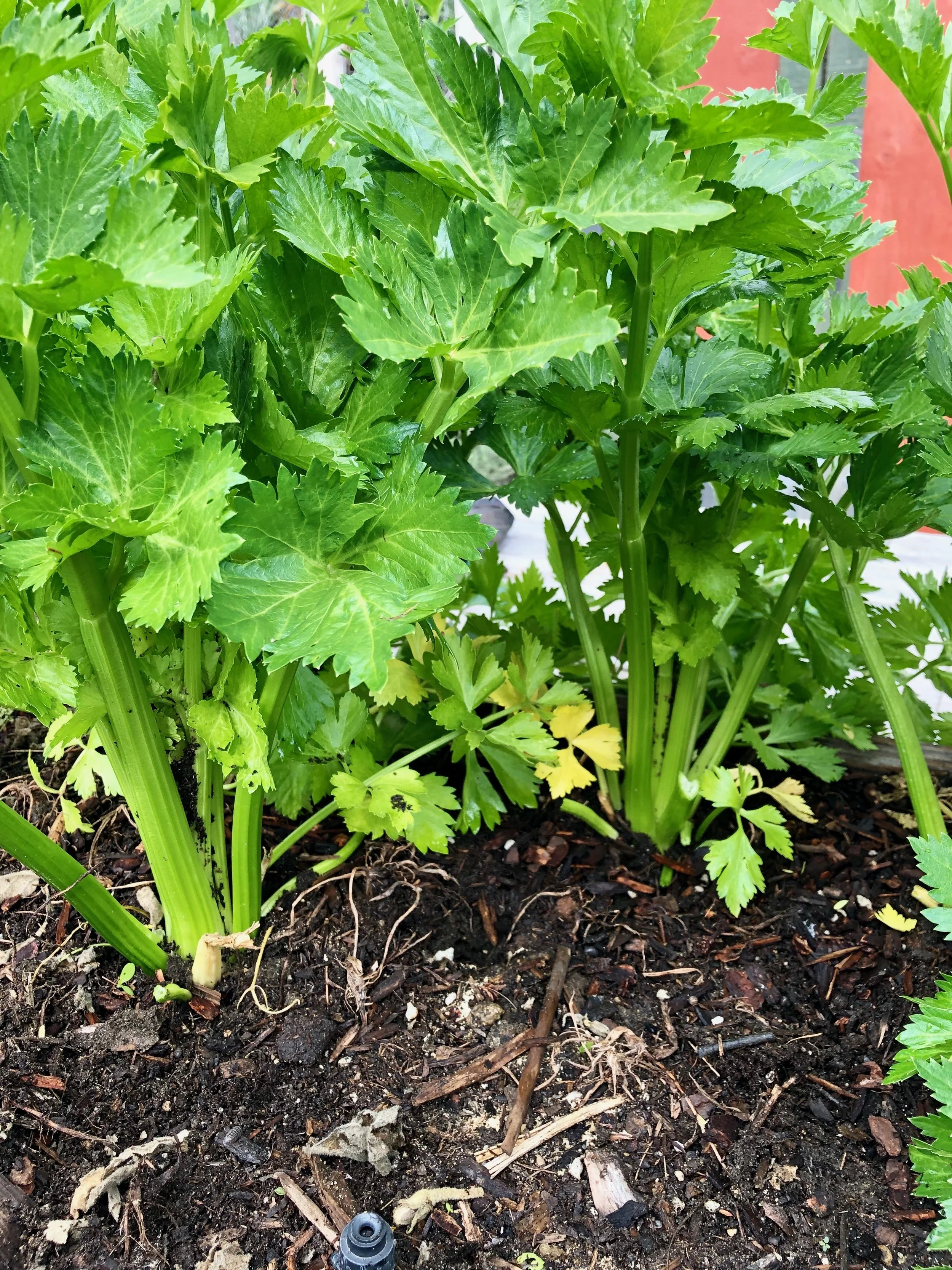 Celery is one of my favorite garden vegetables. Do you know garden celery is more of a seasoning than a crudite or cracker substitute? Celery is full of salty flavor and should be added to soups and sauces like onion or shallot or garlic. Eaten right out of the garden, it is a refreshing treat but it is stringy. I have kids give it a chew to experience the flavor…it’s like nature’s jerky!