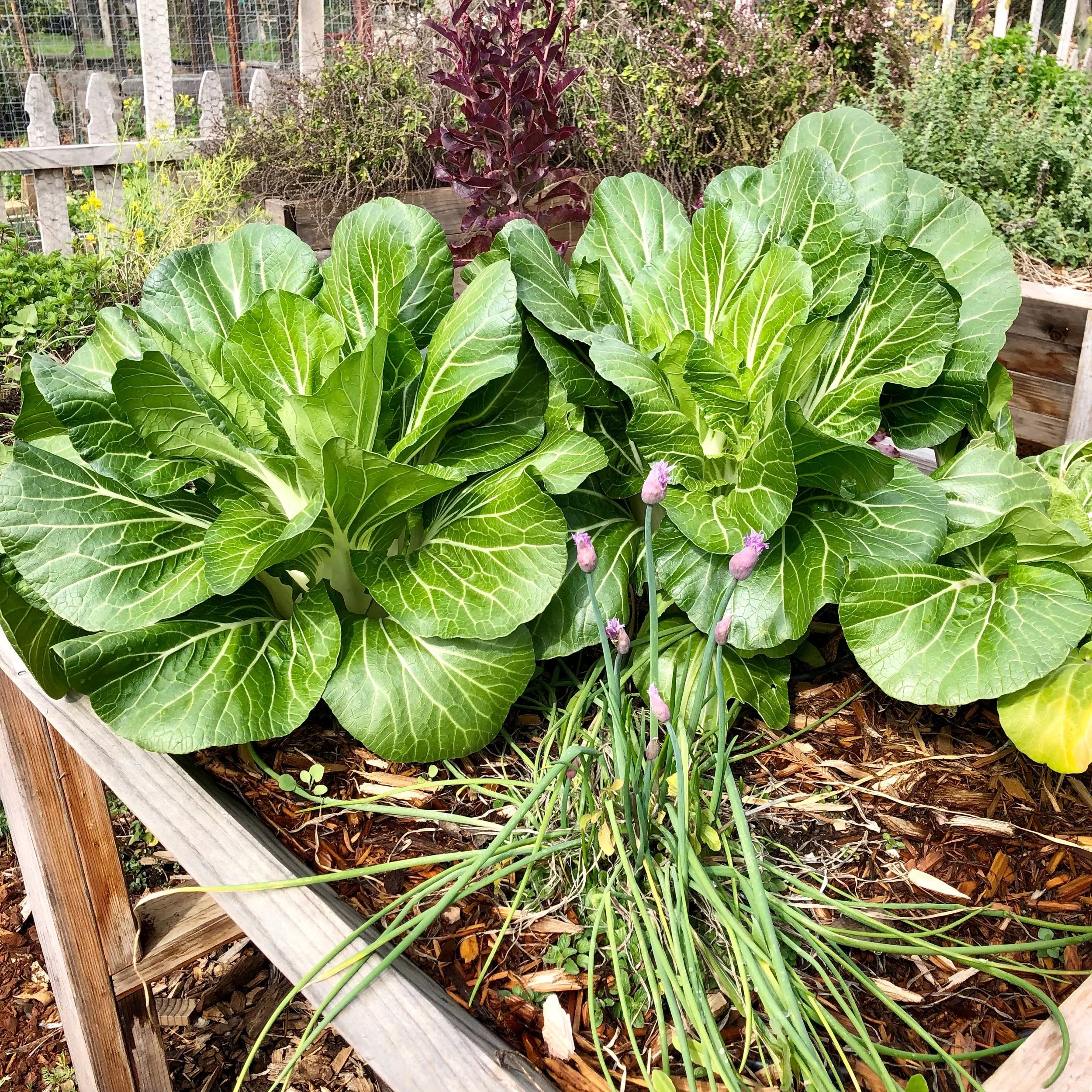 Well hello there Pak Choi Joi Choi Cabbage! I think these may be used for a student sauerkraut project. (I will bring the mashed potatoes.)