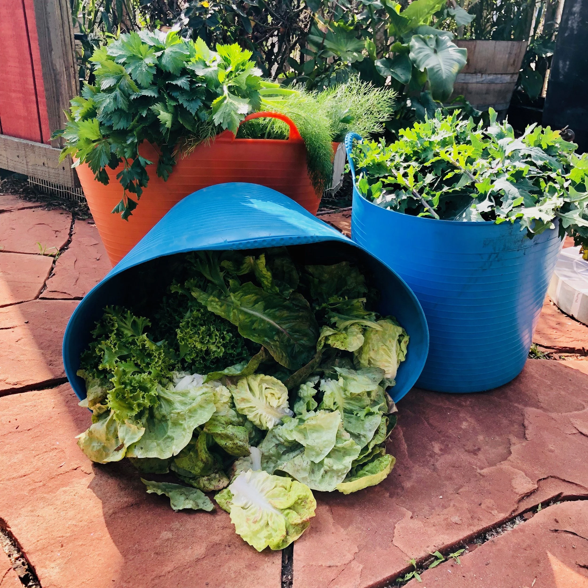 harvest bucket.jpeg