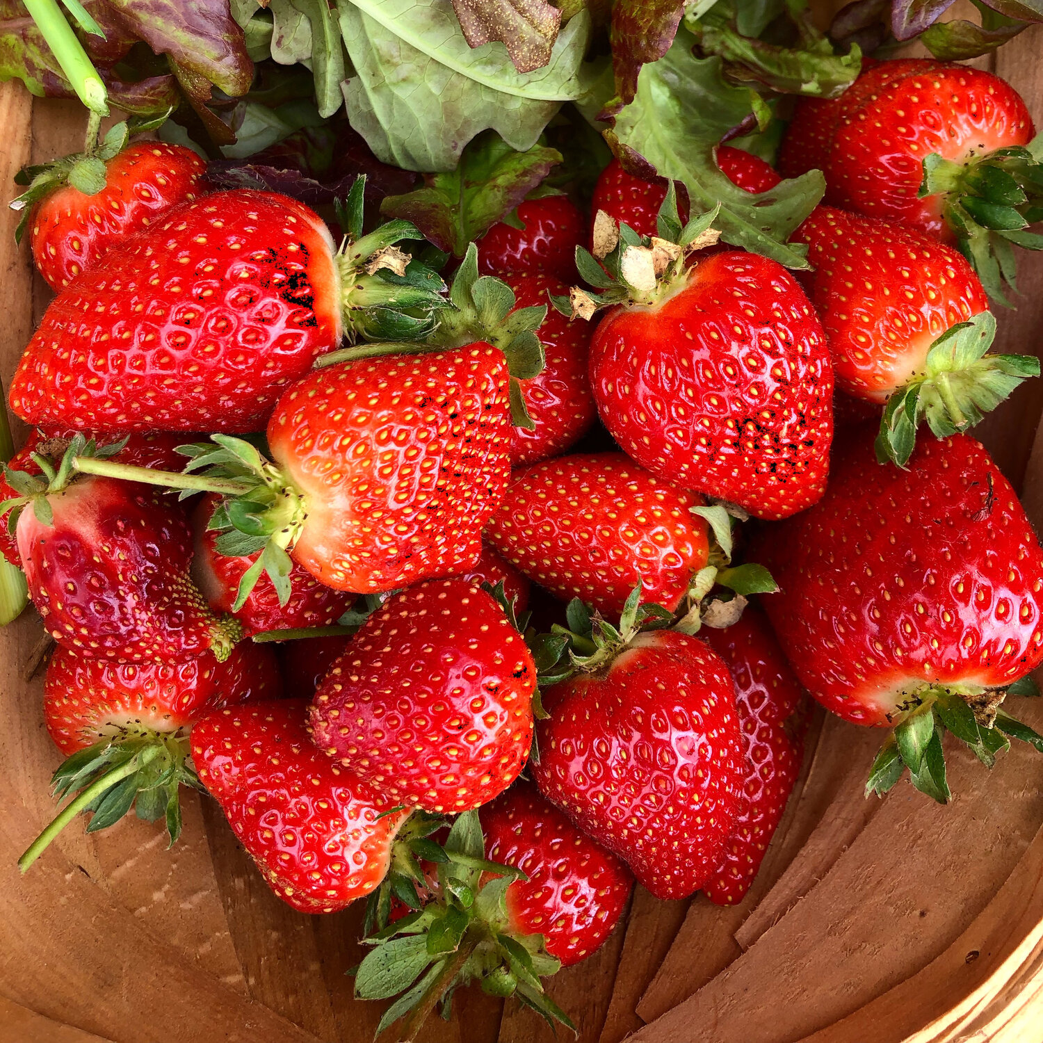 strawberry harvest cu.jpg