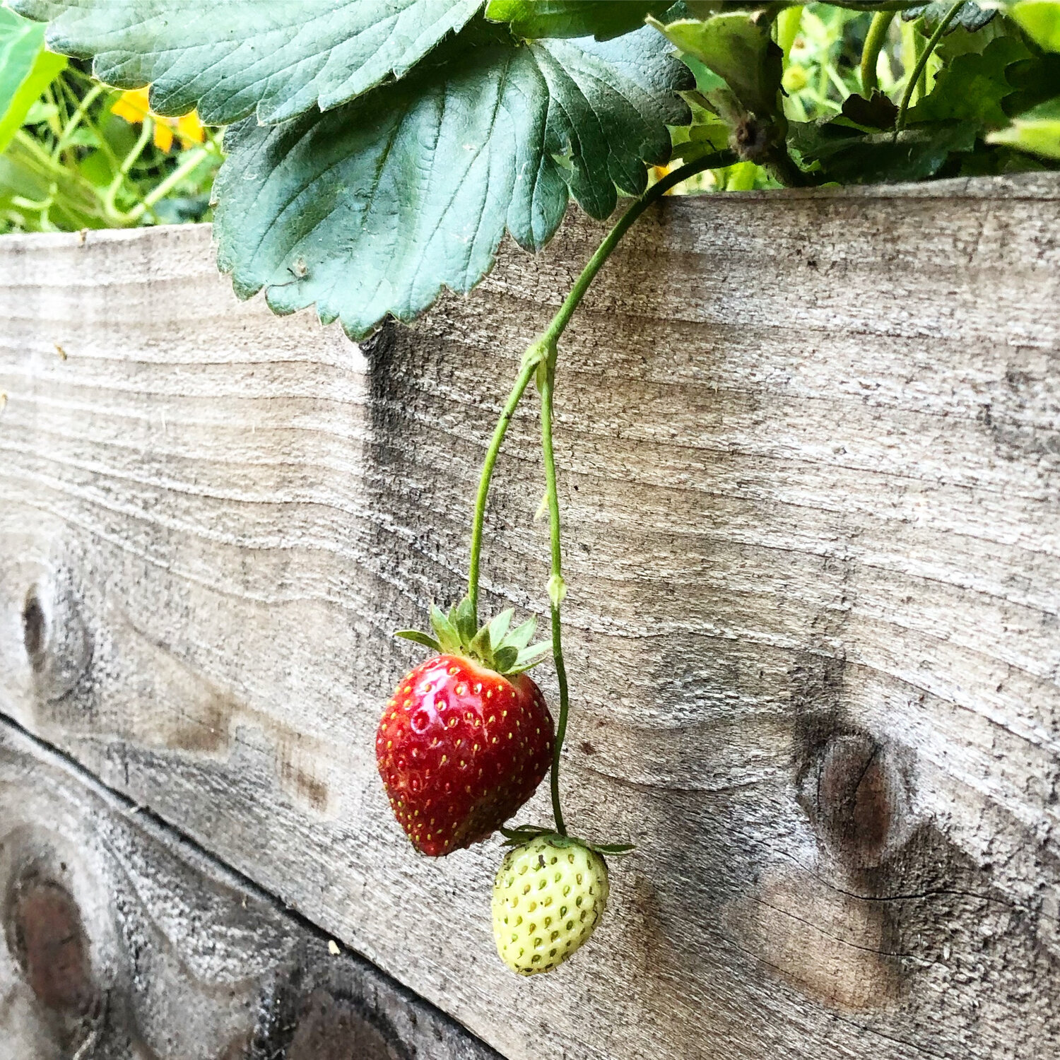 Growing Strawberries, use Straw to protect the fruit. Why we put Straw  around Strawberry plants? 