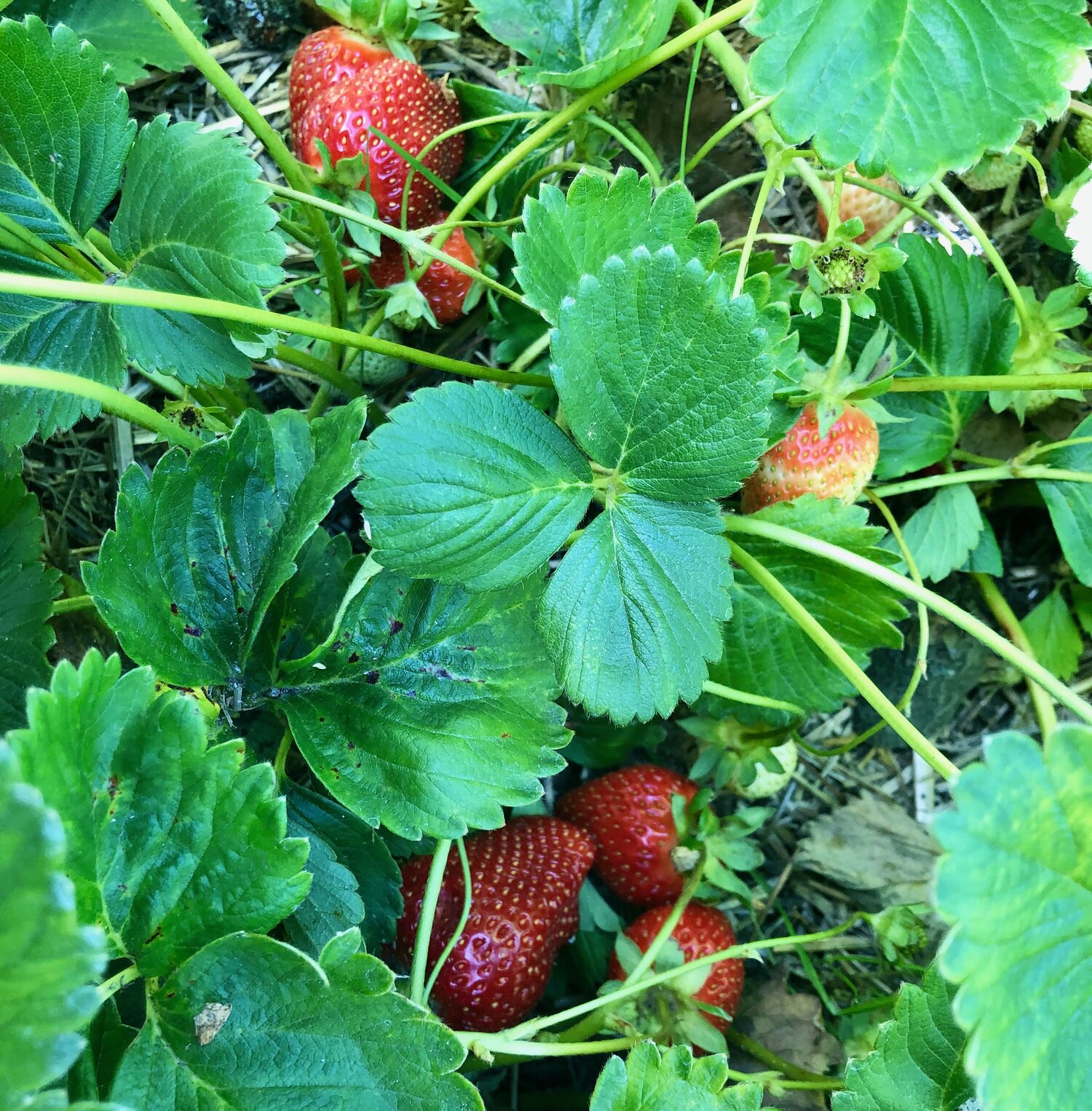 strawberry under leaves.jpeg