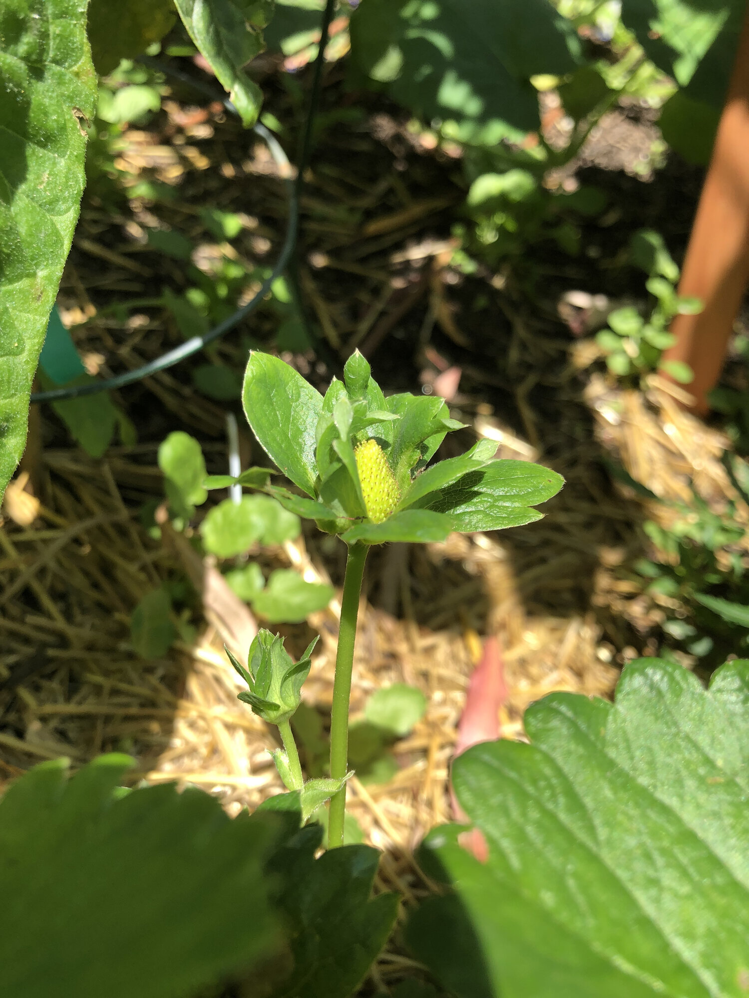 fruit coming out of blossom.jpg