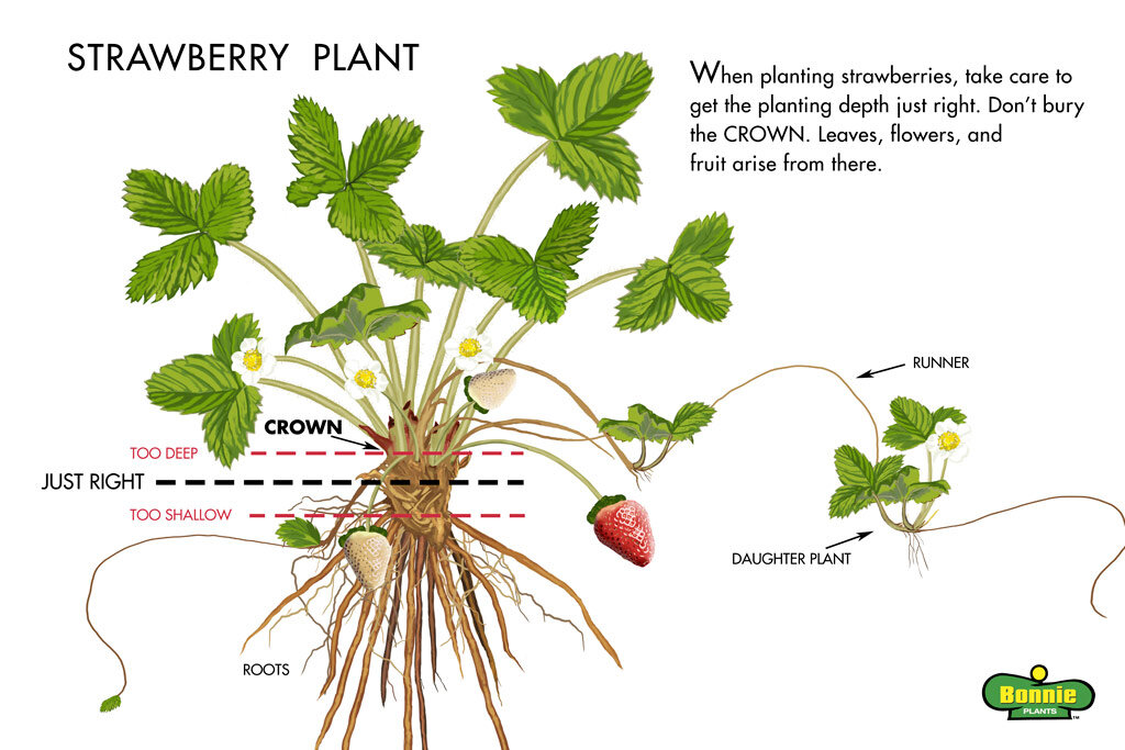 strawberry-plant-Illustration-web.jpg