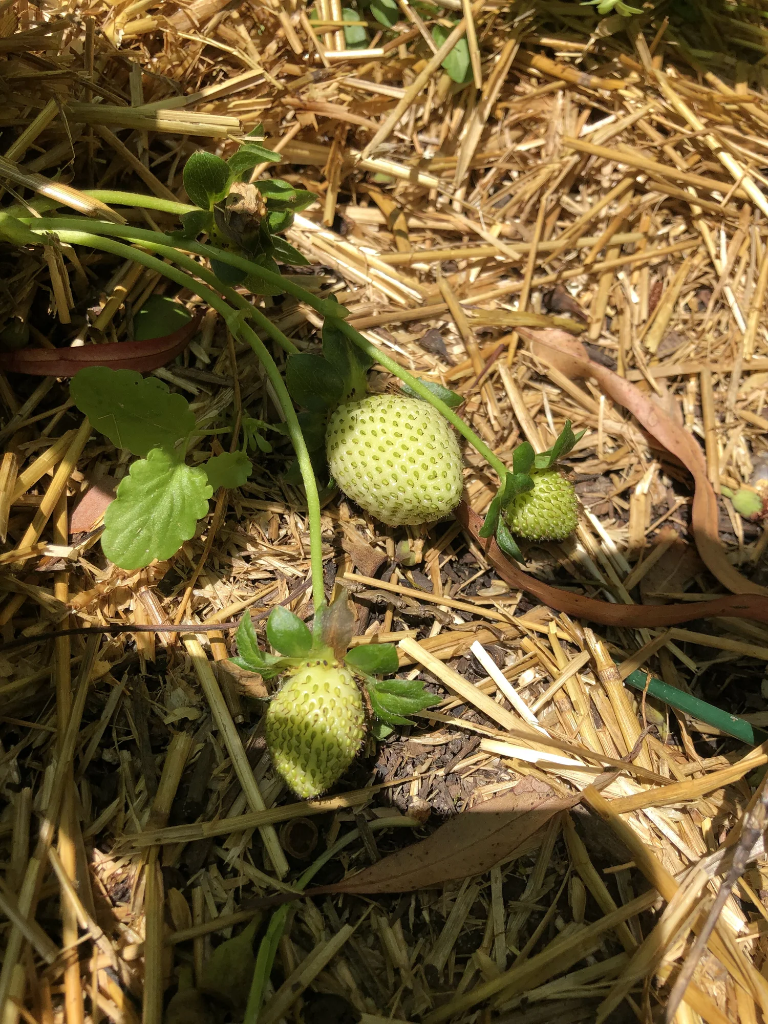 straw on mulch.jpg