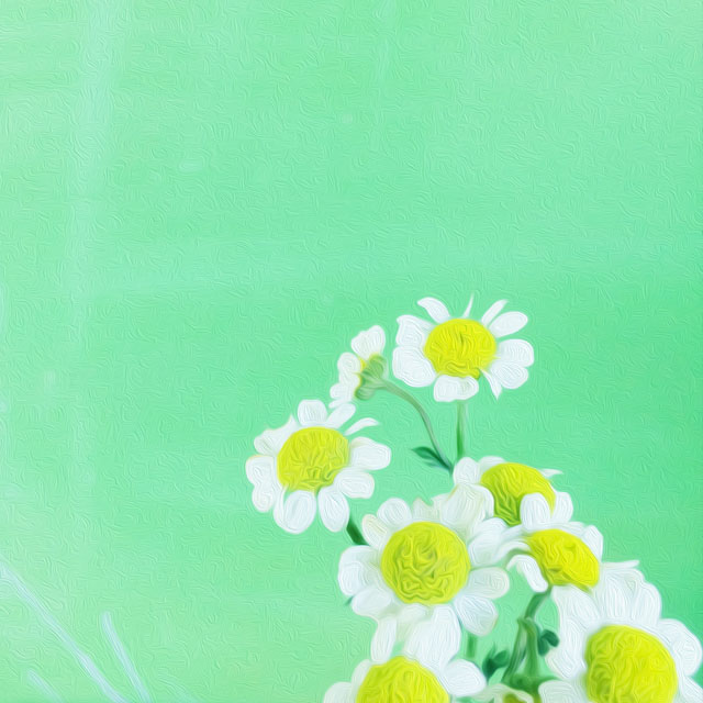 Feverfew