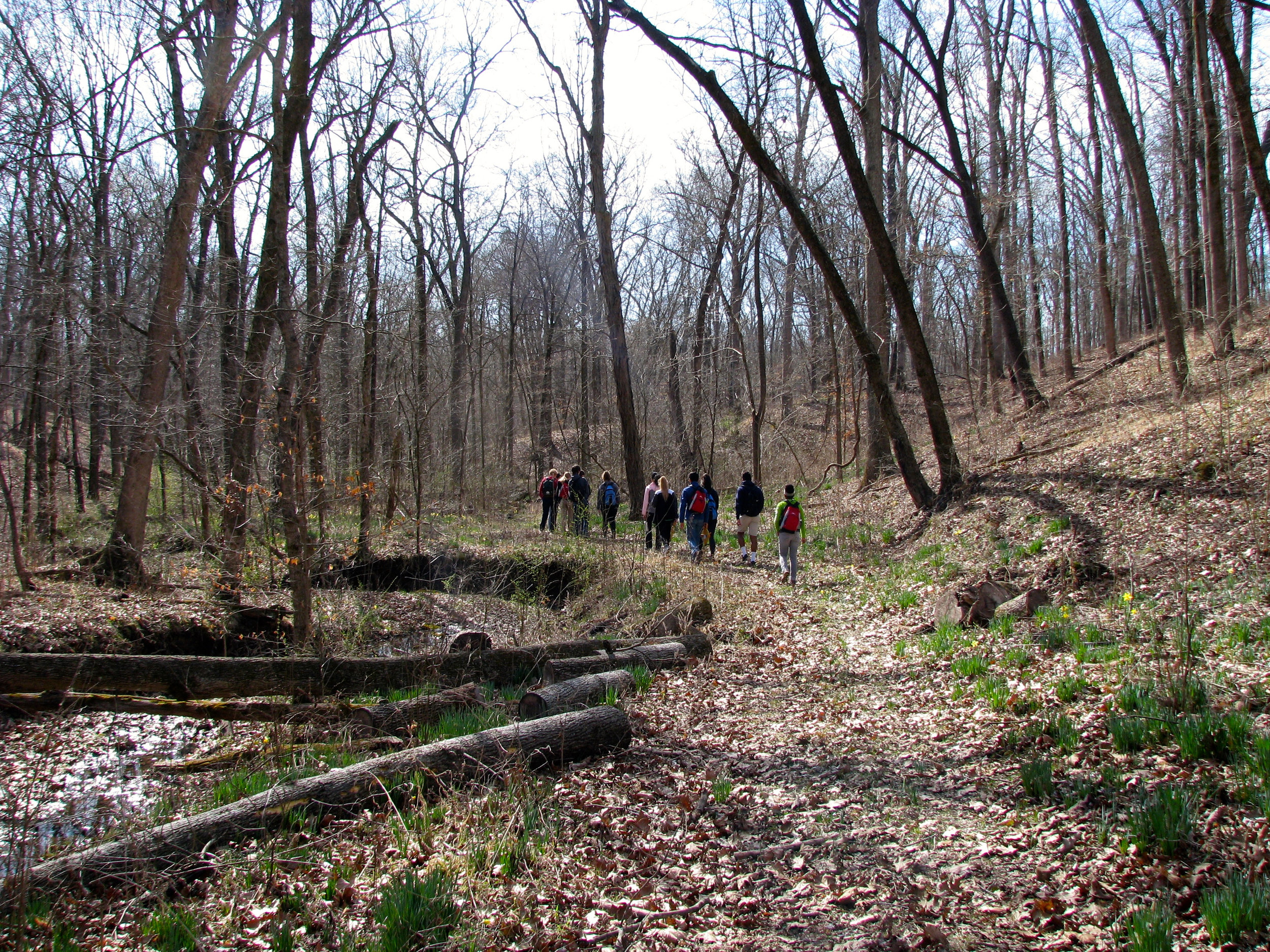 SIFT Daffodil path.jpg