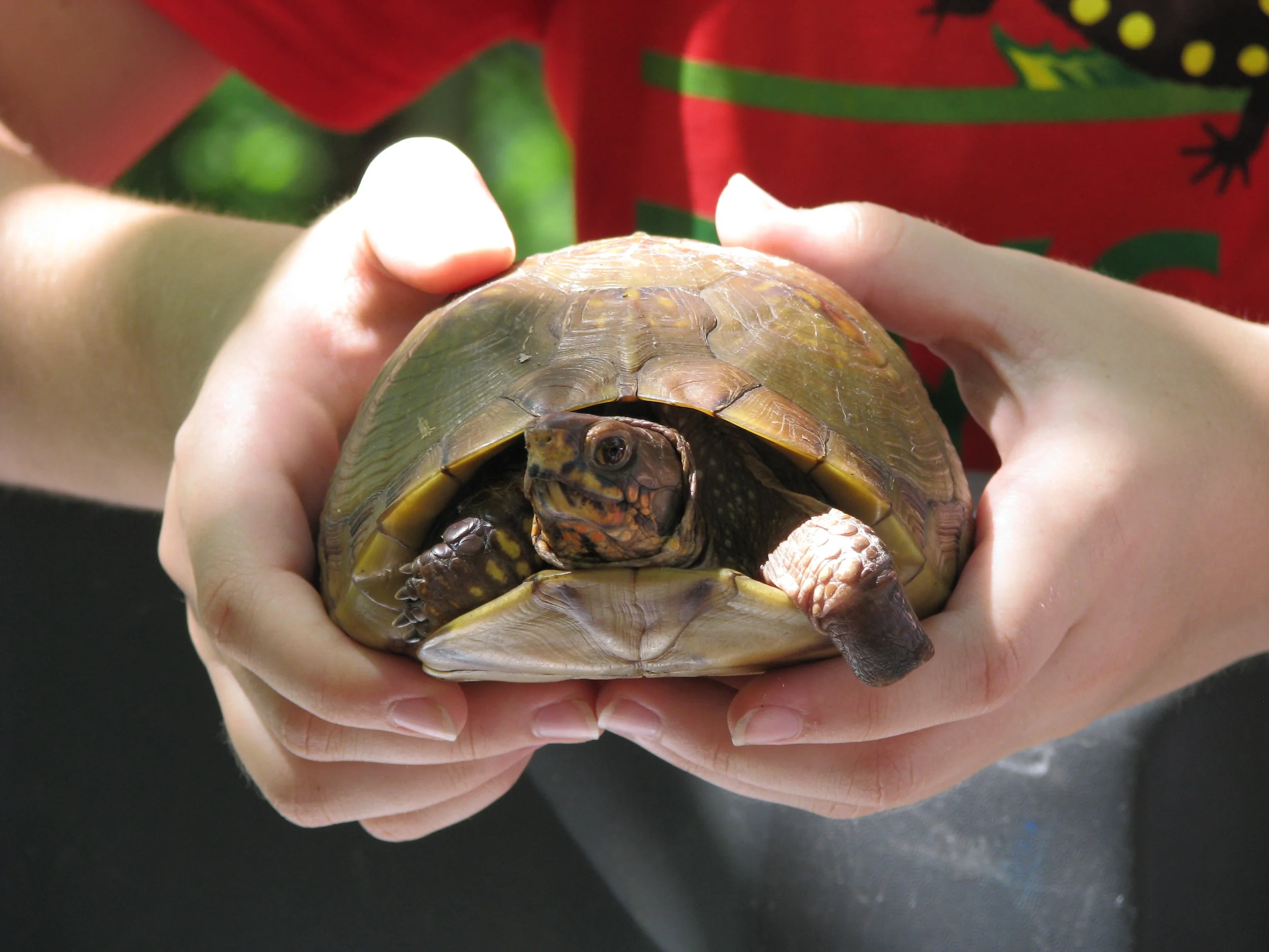 Tyson turtles are part of the St. Louis Box Turtle Project (video)