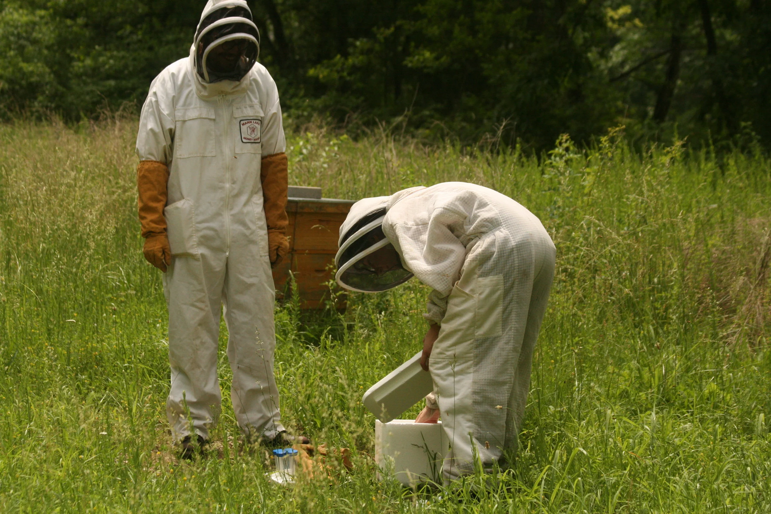 Harvesting bees to be tagged and studied.JPG