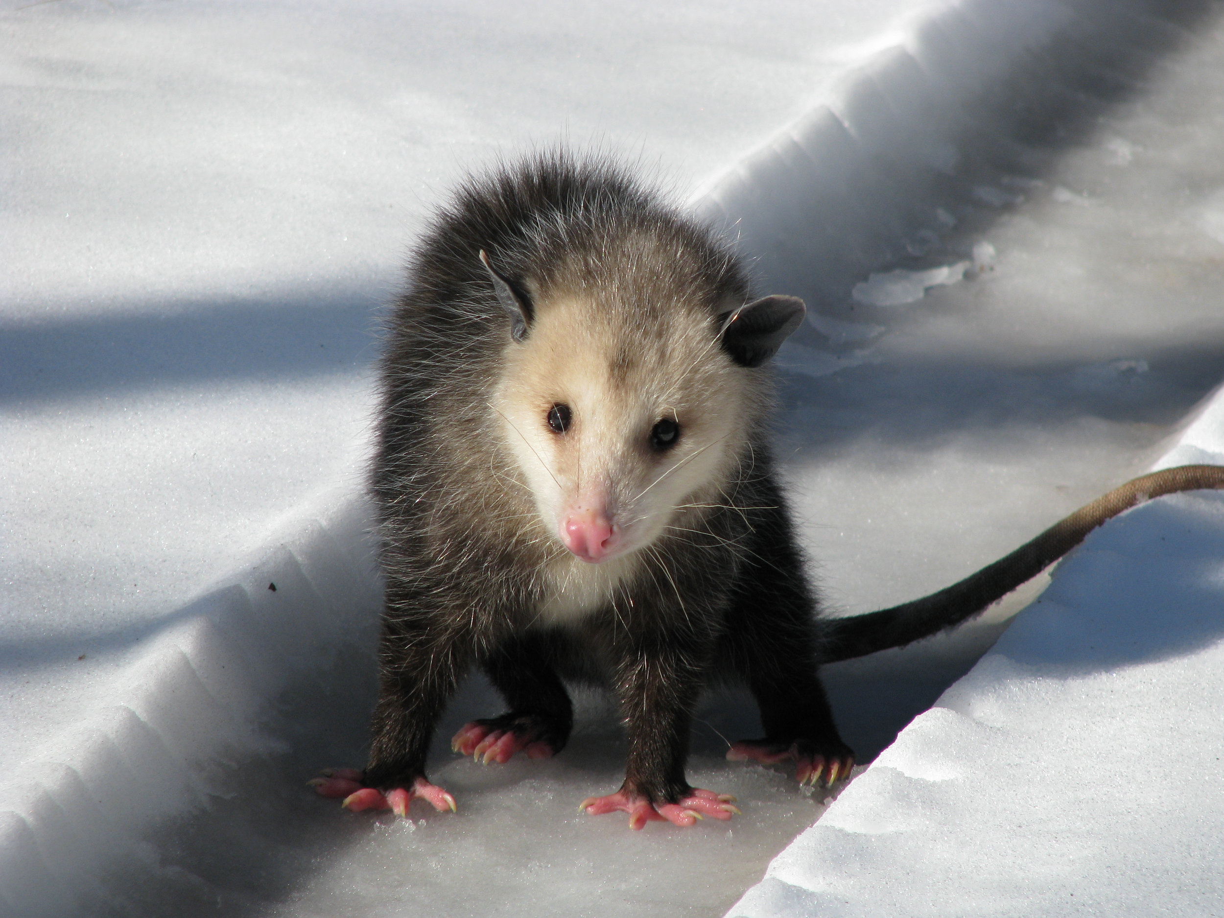 Possum.jpg