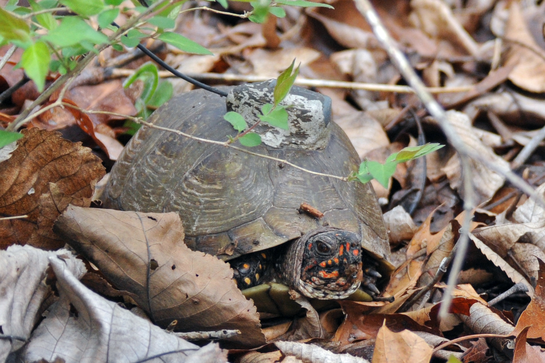tagged turtle in leaves.jpg