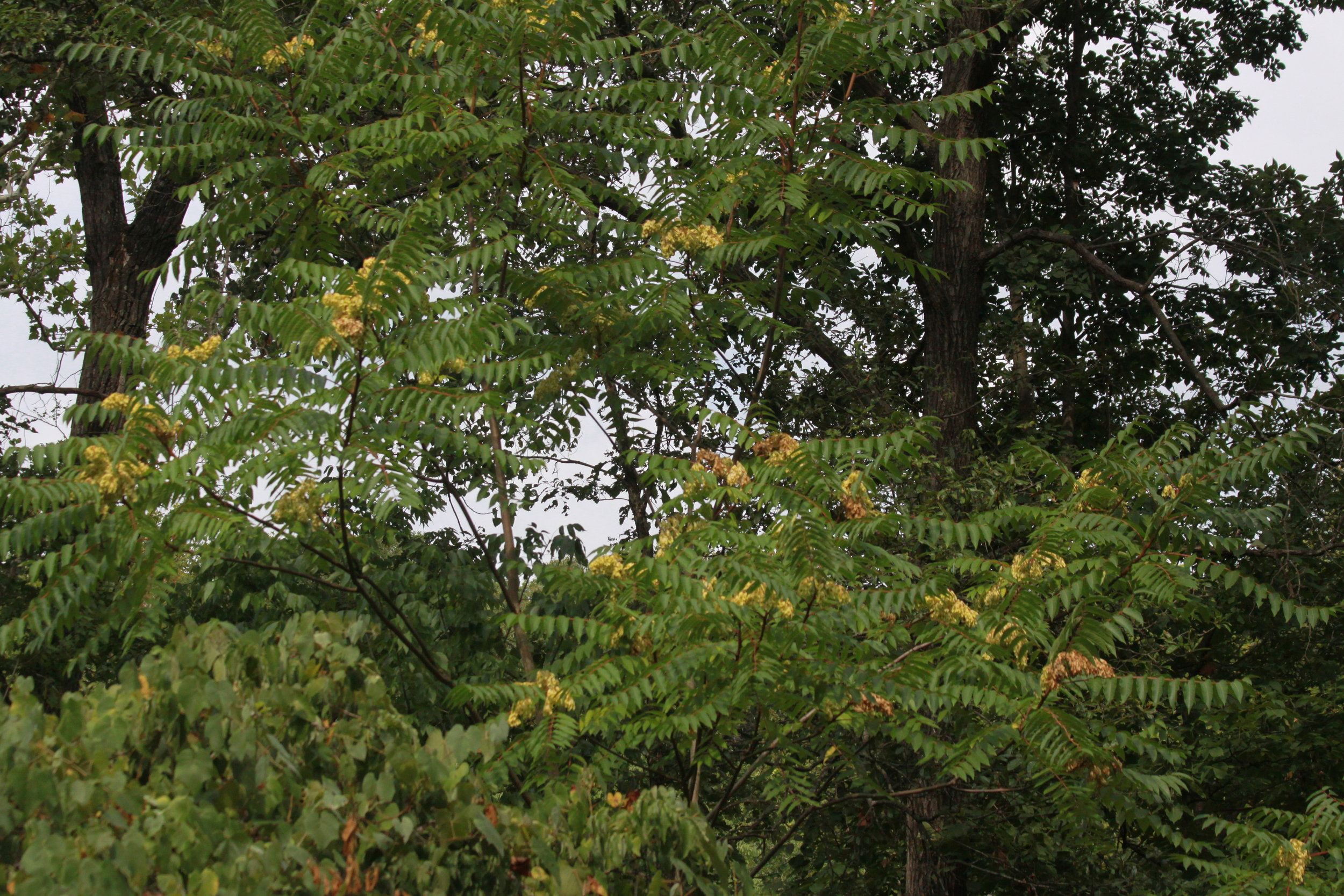Population dynamics of <I>Ailanthus altissima</i>