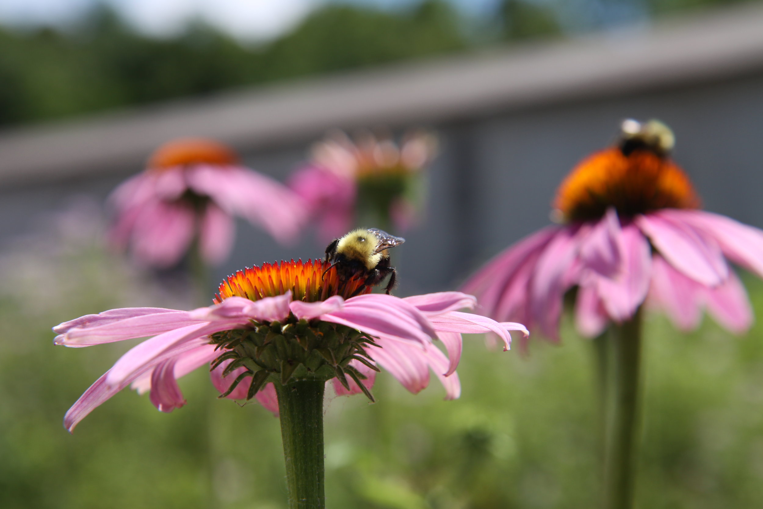   research. education. community.   We are the environmental field station of Washington University in St. Louis. 