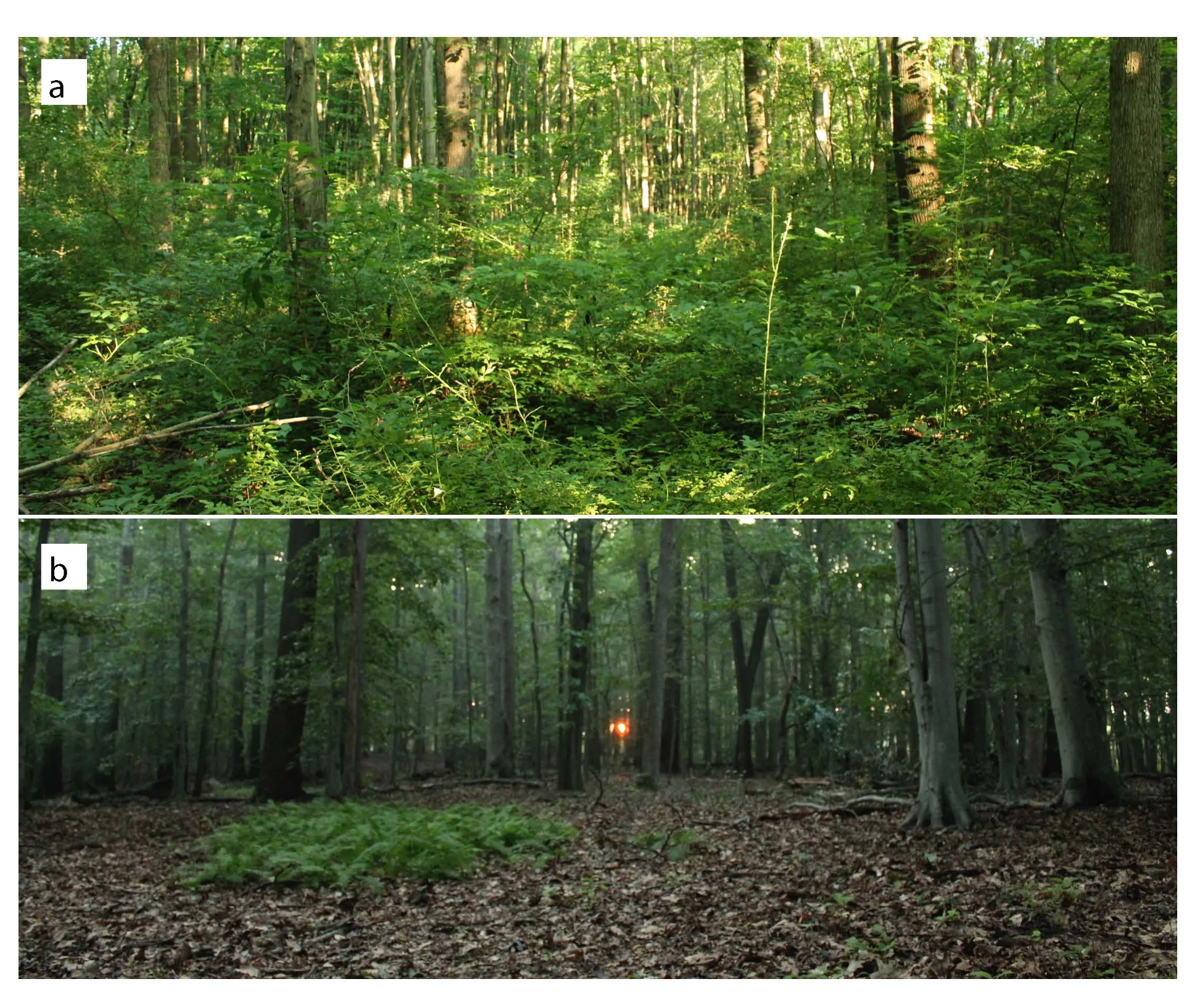 (a) Forest with R. multiflora invasion (b) Forest without R. multiflora invasion 
