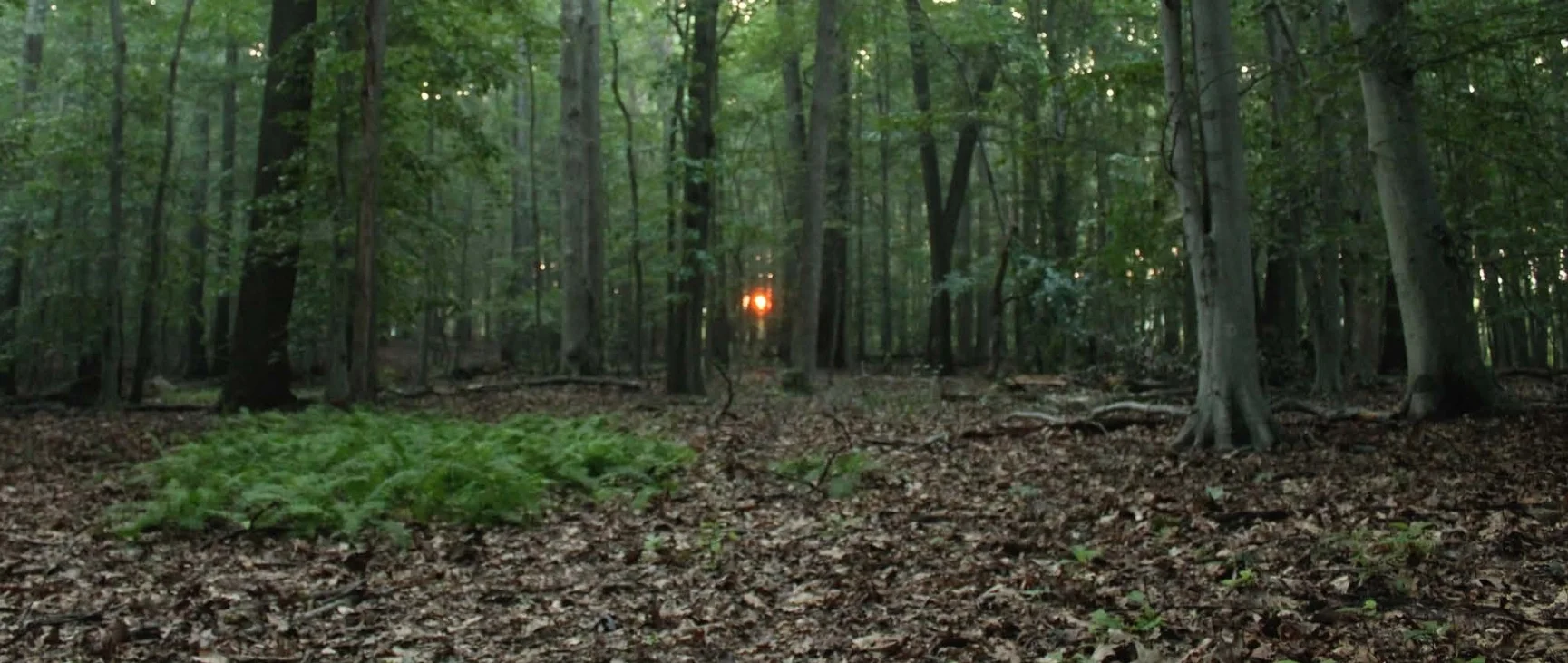 Tyson scientist publishes on Multiflora Rose invasion and Lyme Disease 