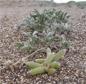 Eleanor Pardini publishes long-term research on endangered coastal lupine