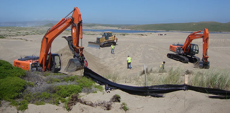 Excavators and bulldozers unearthed invasive beachgrass from sand dunes at Point Reyes National Seashore in 2010. The removal has resulted in a large and lasting reduction in seed predation pressure for a native coastal lupine (Photo: Eleanor Pardin…