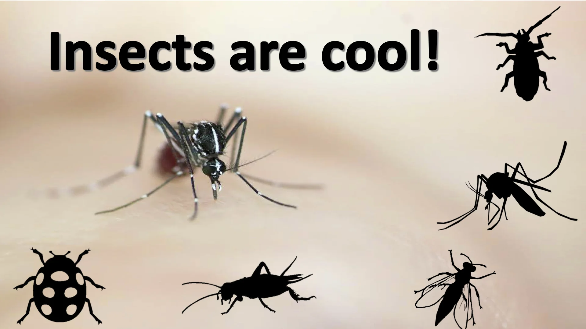 Tyson postdoc shares her passion for her work with mosquitoes