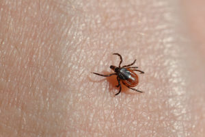 Solny Adalsteinsson publishes research on complex relationship between ticks, Lyme disease risk, and invasive rose