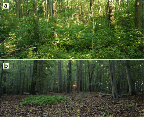 East Coast forest sites overtaken by invasive multiflora rose (a), and without rose (b). (Image: Washington University, University of Delaware)