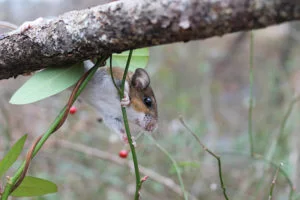 Mouse in multiflora rose (Image: Solny Adalsteinsson / Washington University)