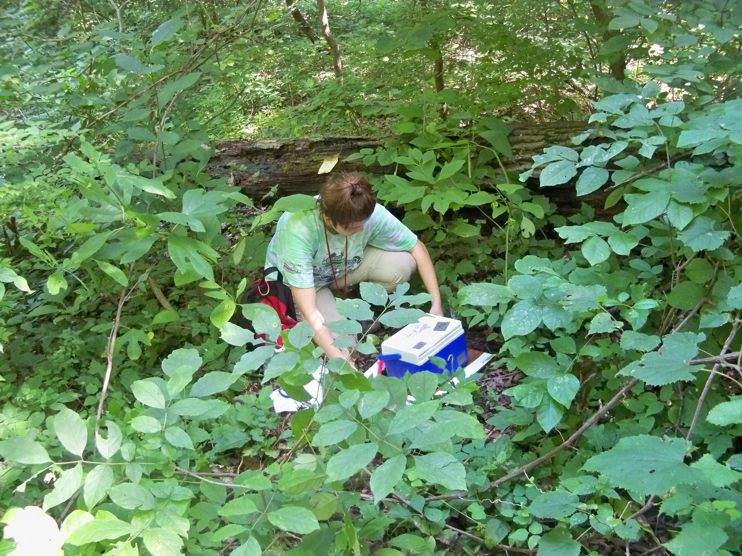 Undergraduate fellow publishes research on lone star ticks