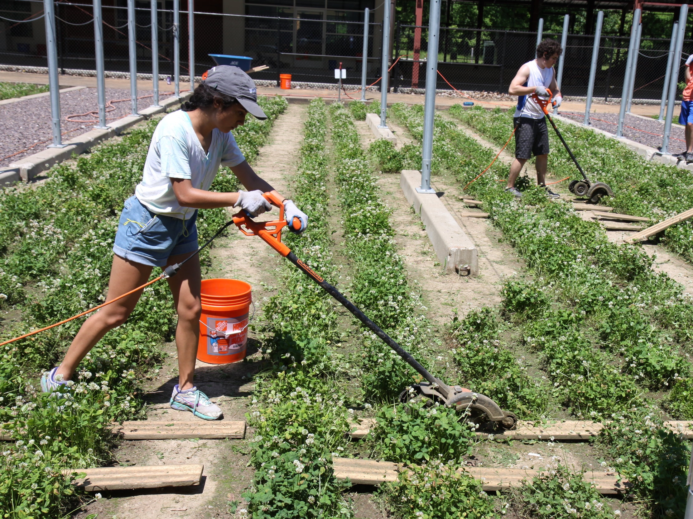 Maya using an edger to trim around experimental clover plots