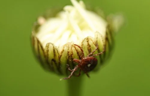 Tyson tick research featured on St. Louis Public Radio