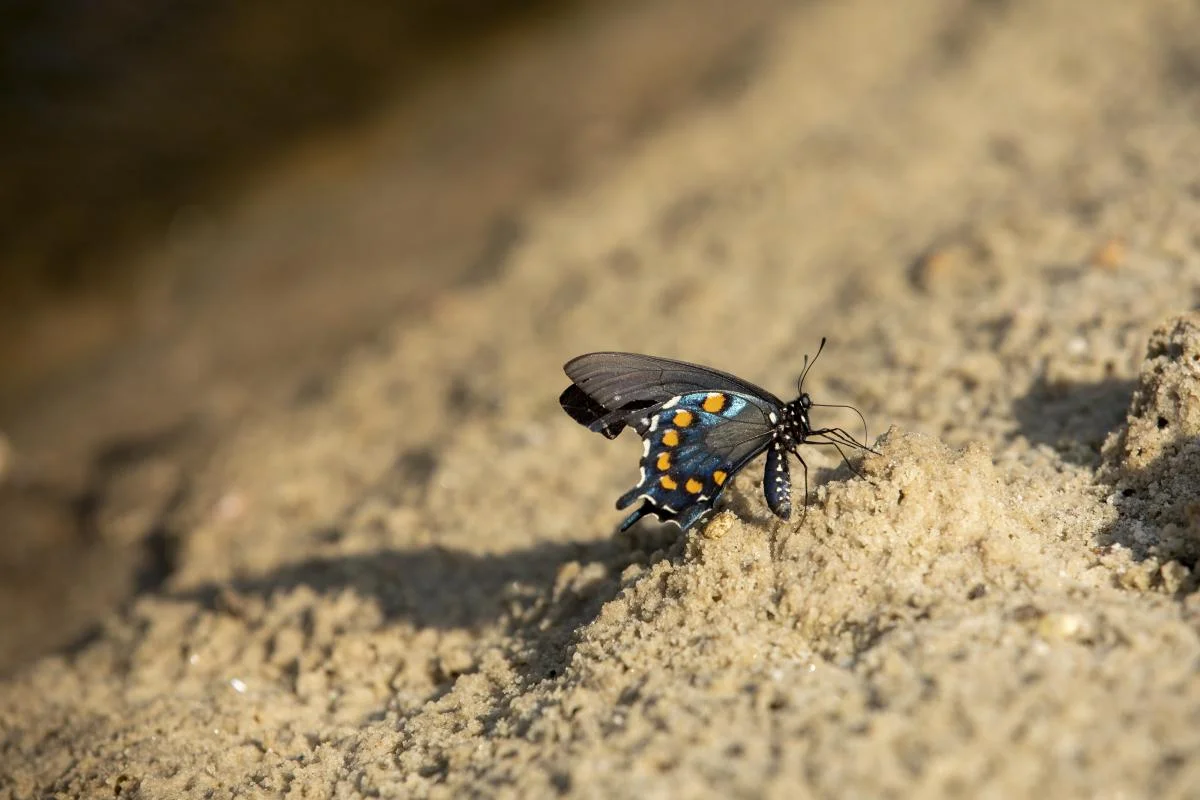 A butterfly lands on the banks of the creek. 