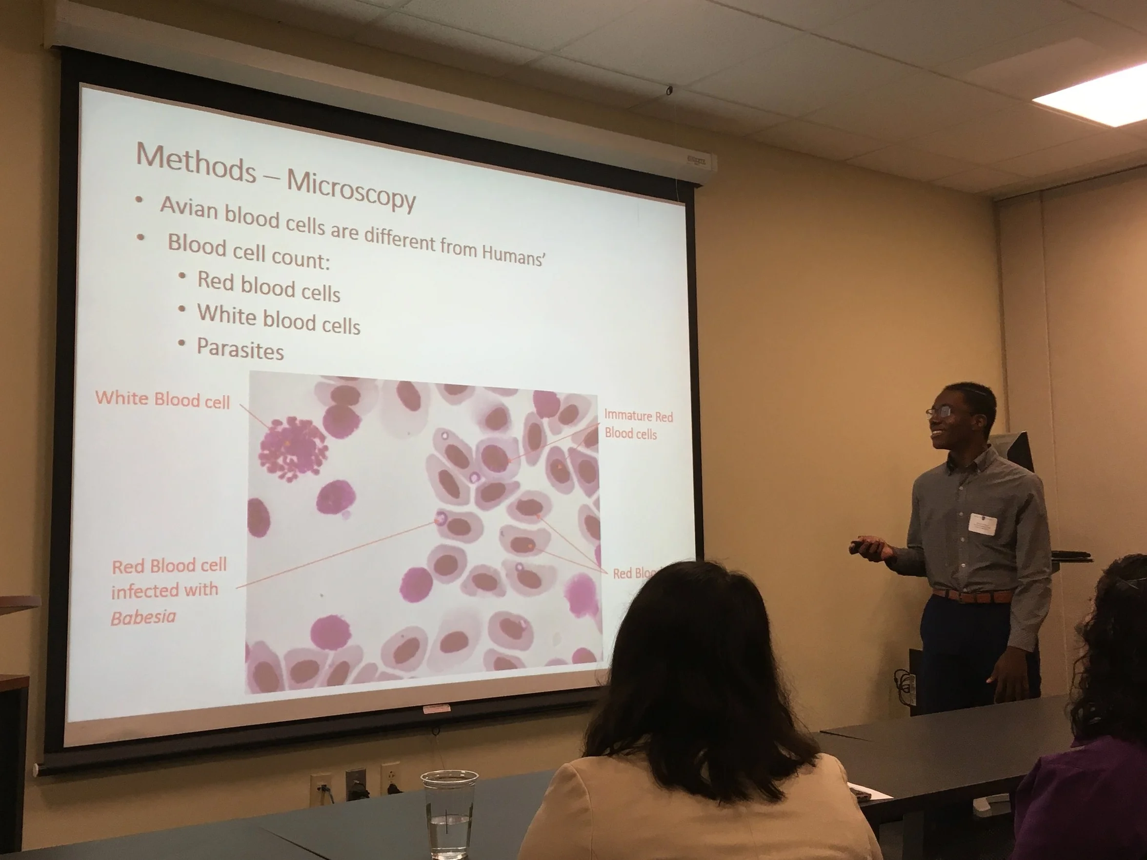 Derek explains how he looks for Babesia parasites in avian red blood cells.