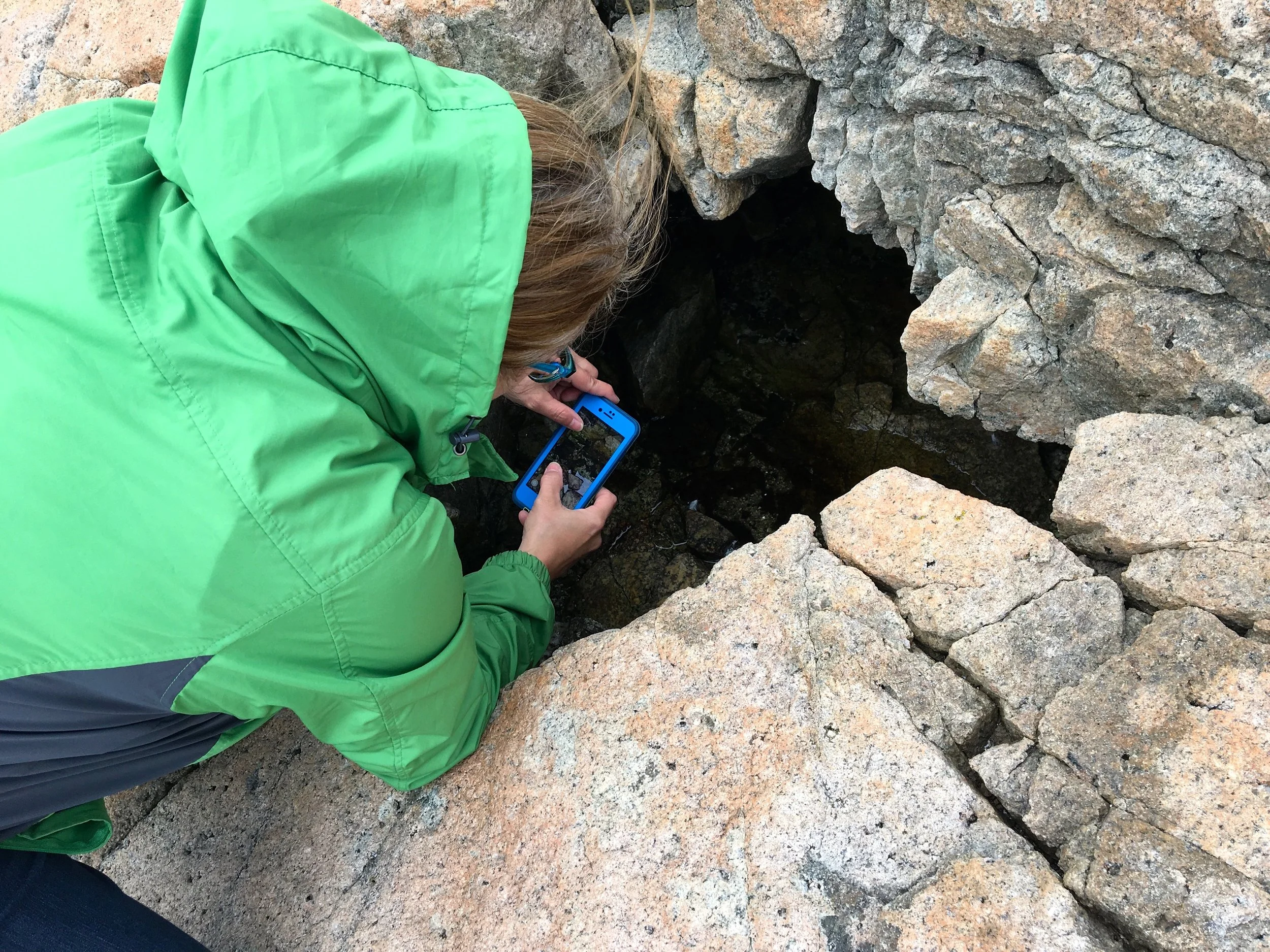 Kim confirming the presence of mosquito larvae in a water-filled hole at Schoodic Point.