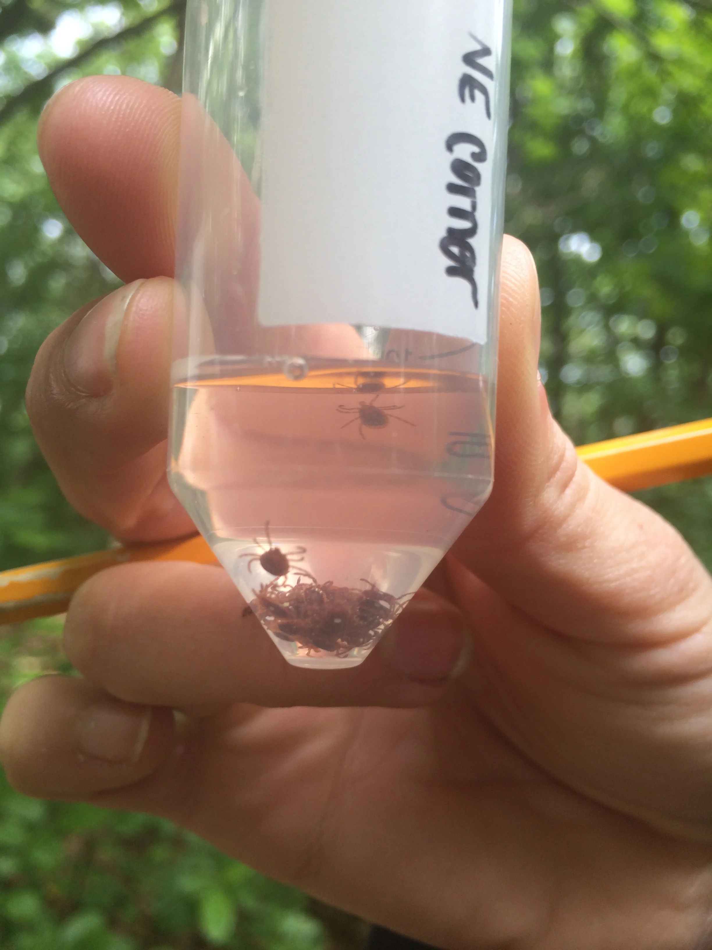 Lone star ticks, Ambylomma americanum, collected from drag sampling.