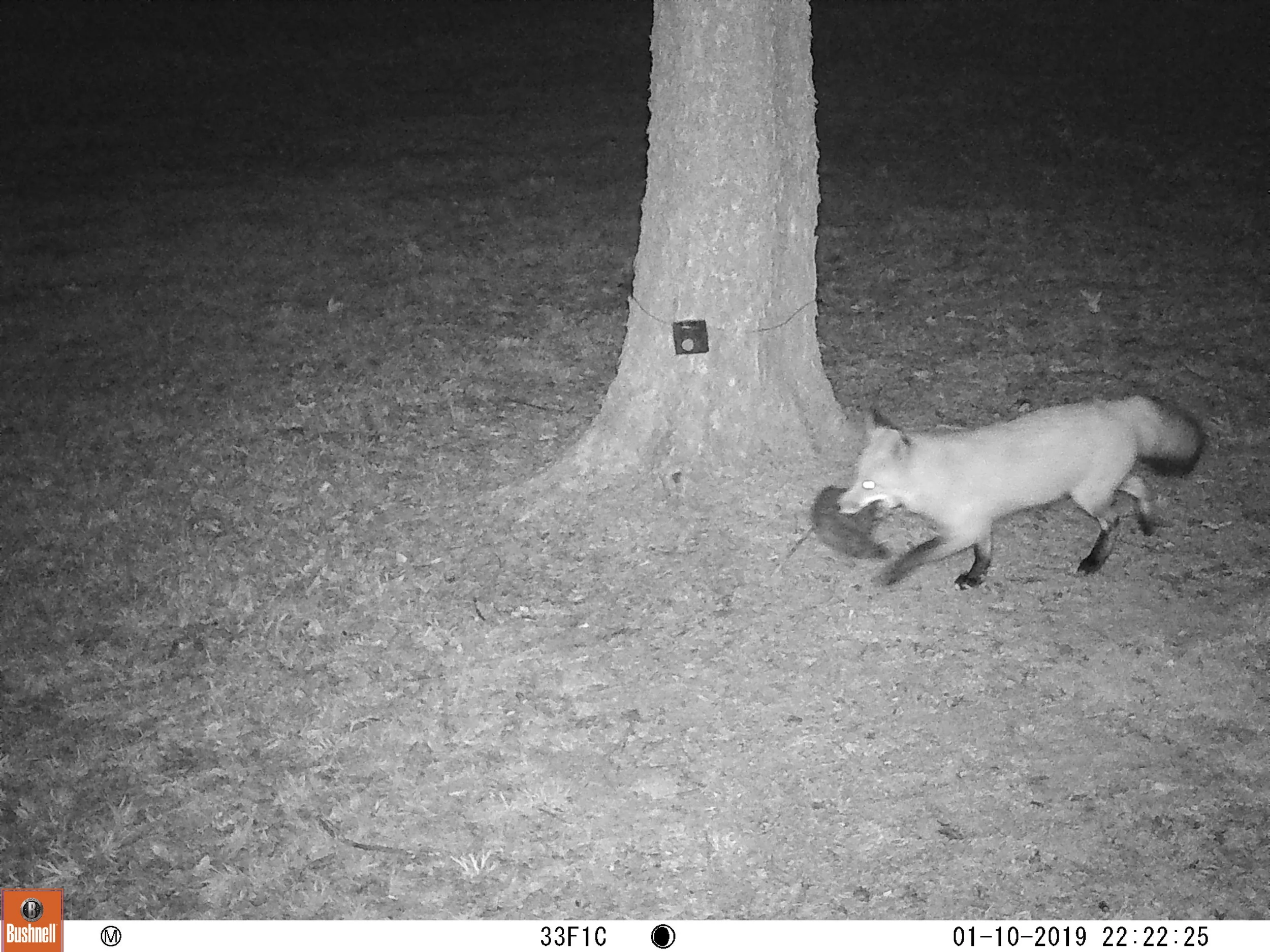 Local collaboration puts St. Louis on the map for international urban wildlife research