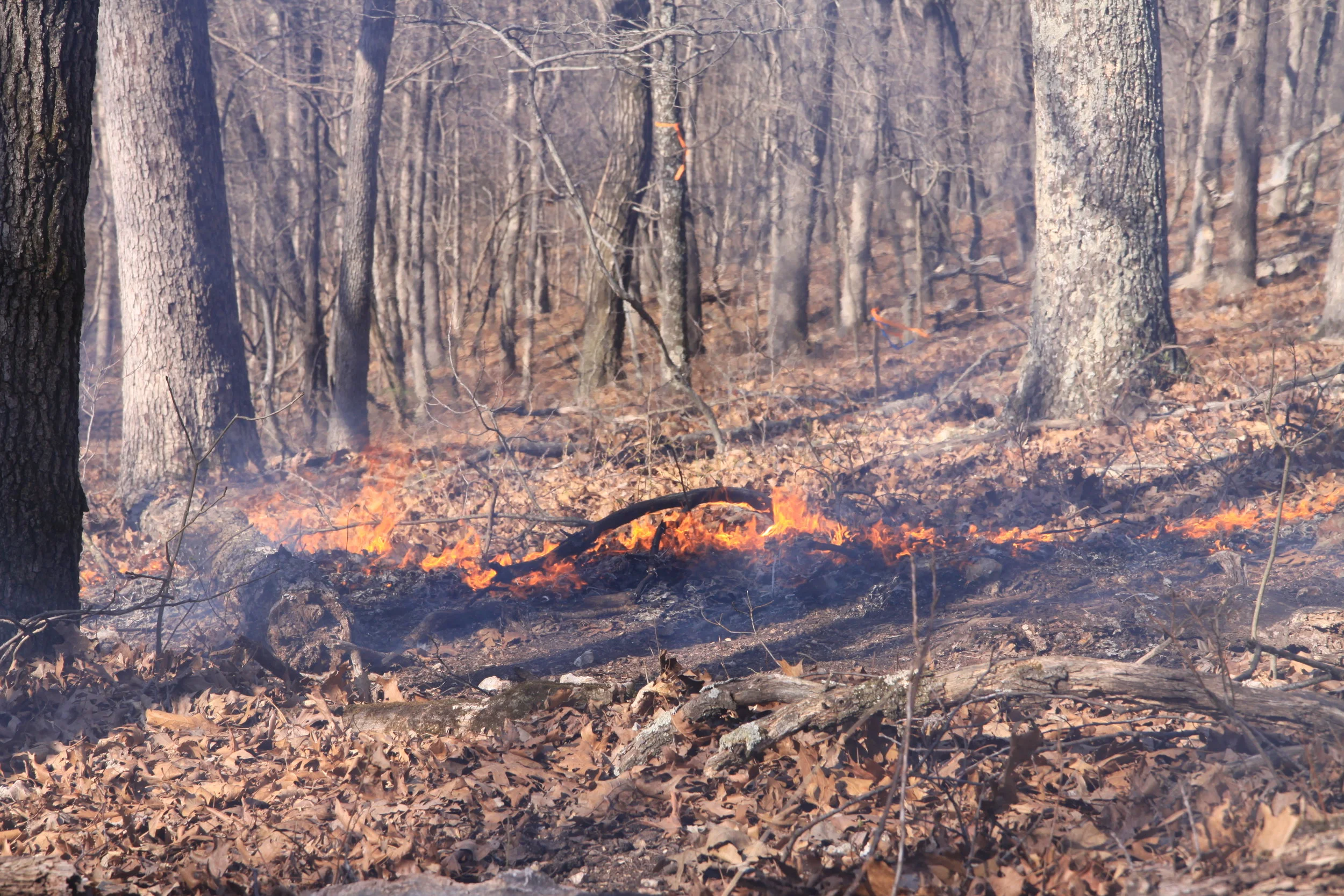 New Student Conservation Group Launches at Tyson