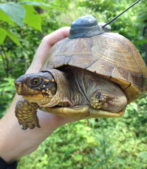 Tagged Tyson turtles mourn their cantankerous city cousin