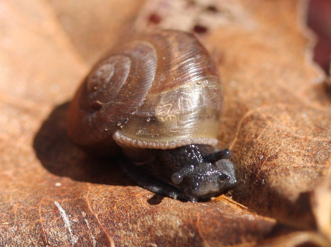 Former Tyson undergrad and Tyson All-Stars publish paper