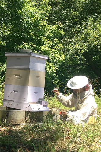 Graduate student publishes paper on Tyson honeybee colony