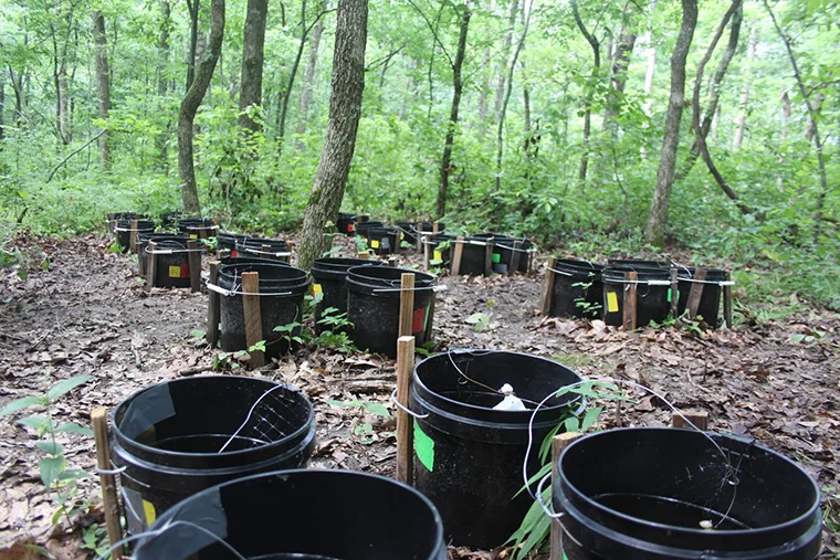 Researchers set up a mosquito nursery in these buckets so they could determine how the presence of an invasive species impacts the parasite load of the native species. (Photo: Kim Medley/Tyson Research Center)