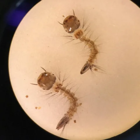 Aedes triseriastus larvae (Photo: Leslie Sterling)