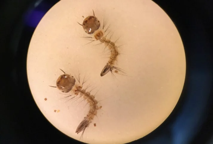 We are what we eat, but so are our parasites